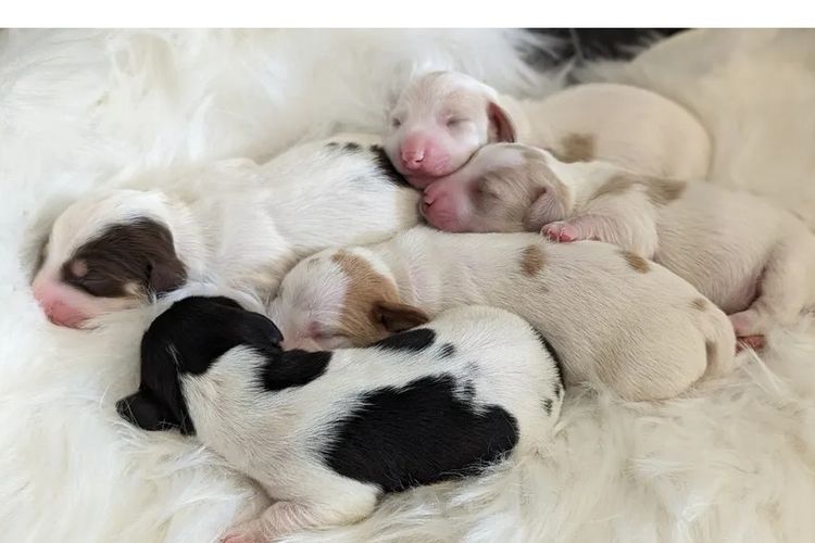 Tobiyah Dachshunds (MDBA Registered Breeder)