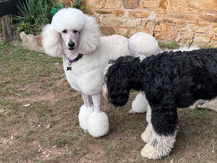 Sheepadoodles of Falconwood Standard Poodles