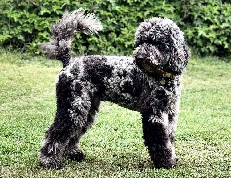 Sheepadoodles of Falconwood Standard Poodles
