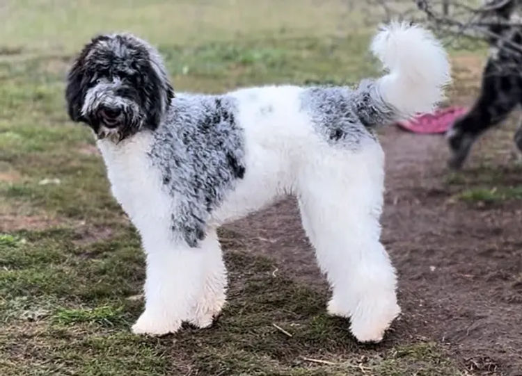 Sheepadoodles of Falconwood Standard Poodles