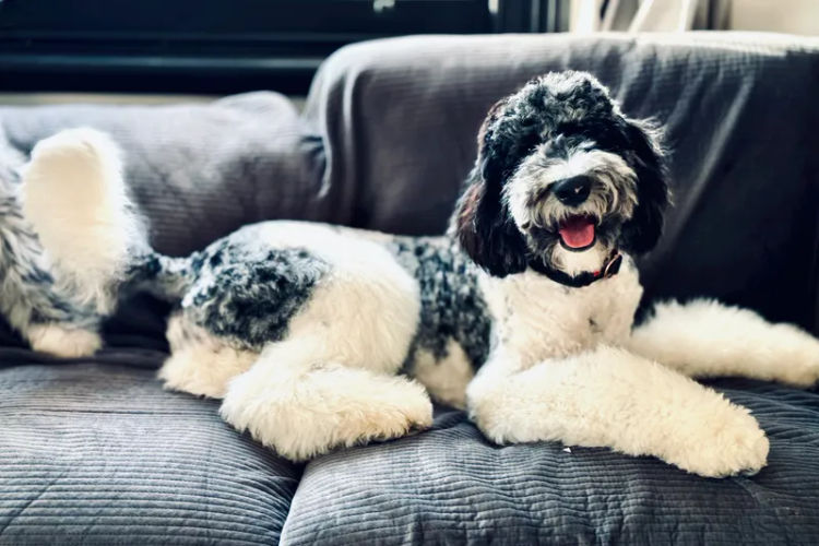 Sheepadoodles of Falconwood Standard Poodles
