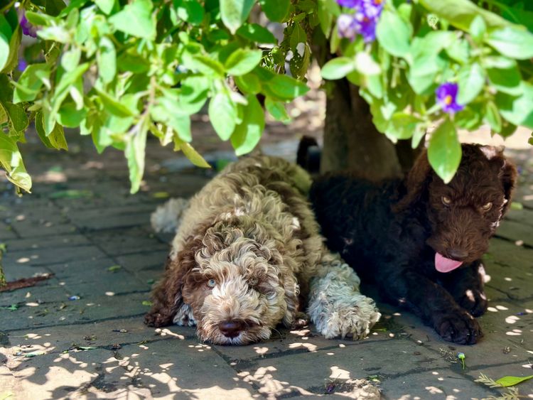 Sheepadoodles of Falconwood Standard Poodles