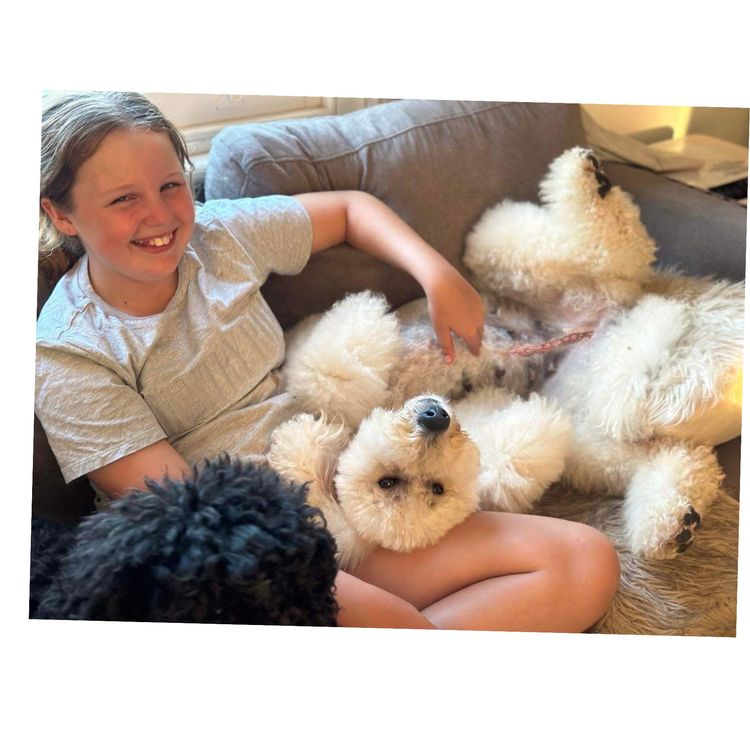 Sheepadoodles of Falconwood Standard Poodles