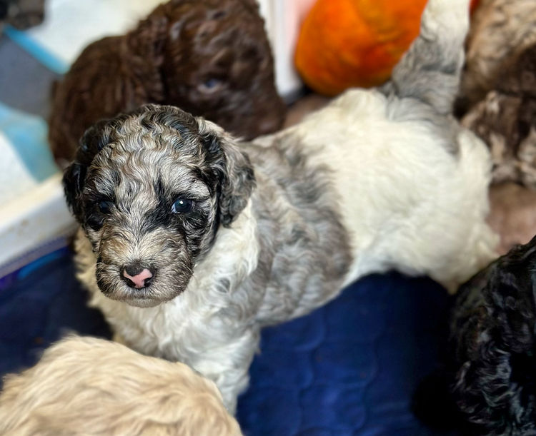 Sheepadoodles of Falconwood Standard Poodles