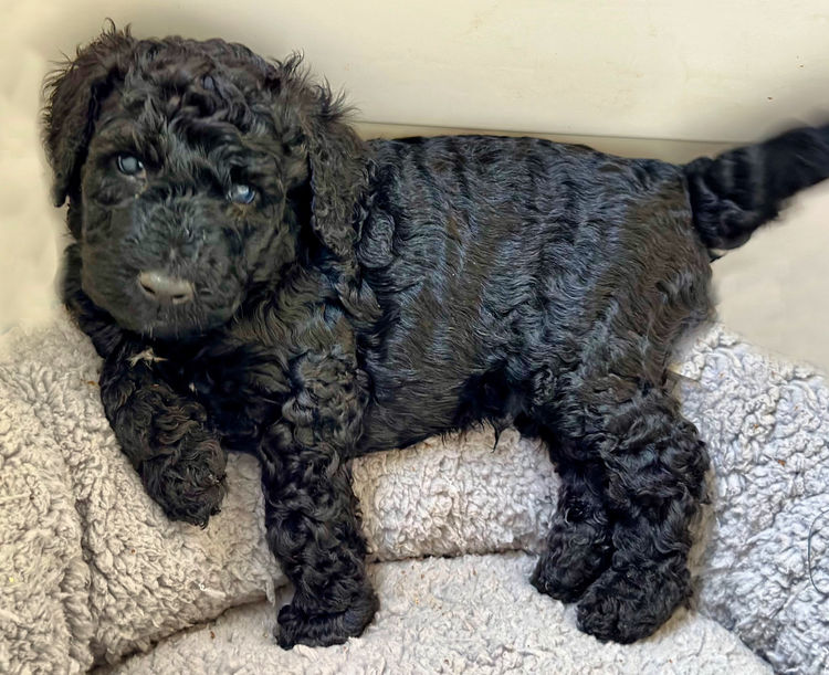 Sheepadoodles of Falconwood Standard Poodles