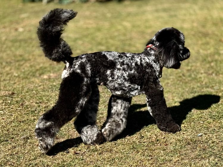 Sheepadoodles of Falconwood Standard Poodles