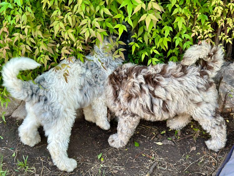 Sheepadoodles of Falconwood Standard Poodles