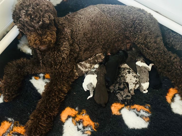 Sheepadoodles of Falconwood Standard Poodles