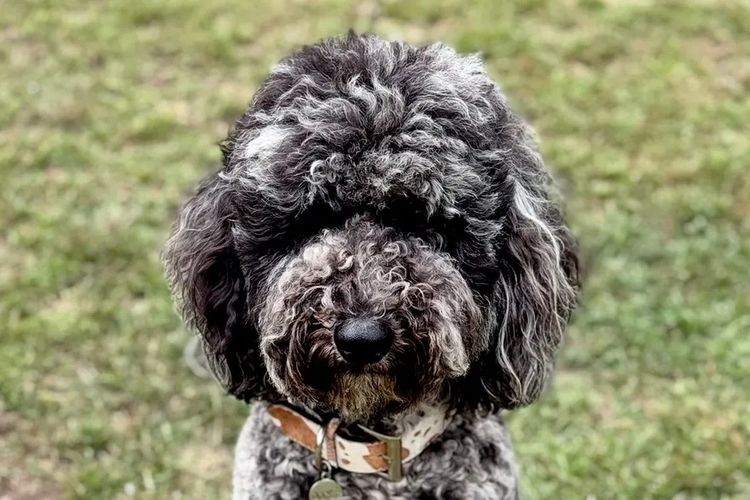 Sheepadoodles of Falconwood Standard Poodles