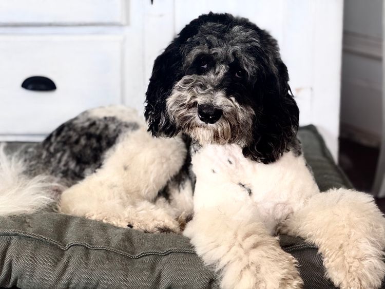 Sheepadoodles of Falconwood Standard Poodles