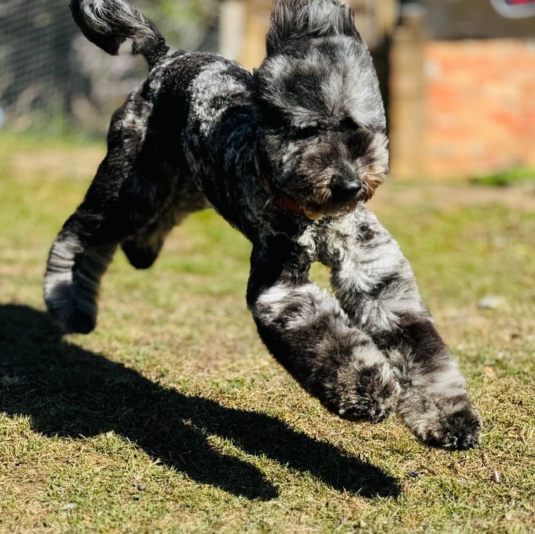 Sheepadoodles of Falconwood Standard Poodles