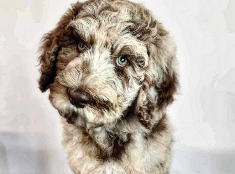 Sheepadoodles of Falconwood Standard Poodles