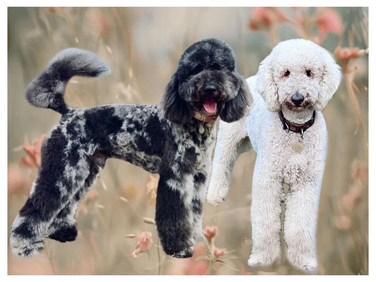 Sheepadoodles of Falconwood Standard Poodles