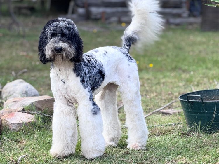 Sheepadoodles of Falconwood Standard Poodles