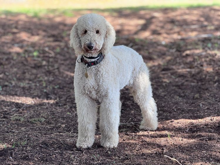 Sheepadoodles of Falconwood Standard Poodles