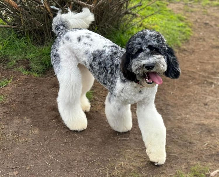 Sheepadoodles of Falconwood Standard Poodles