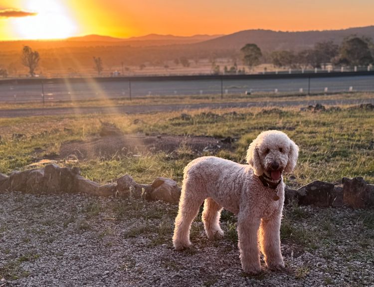 Sheepadoodles of Falconwood Standard Poodles