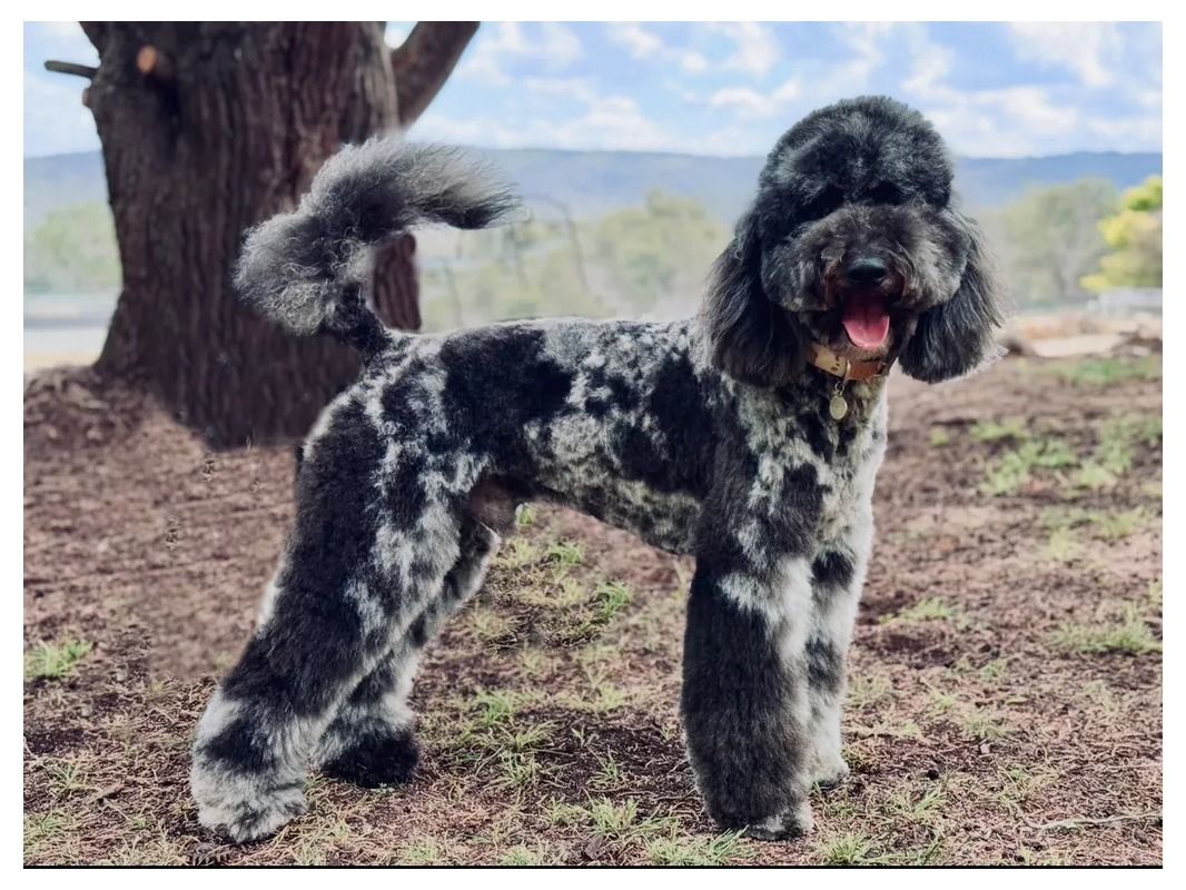 Standard Poodle puppies available from responsible NSW breeders