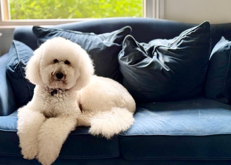 Sheepadoodles of Falconwood Standard Poodles