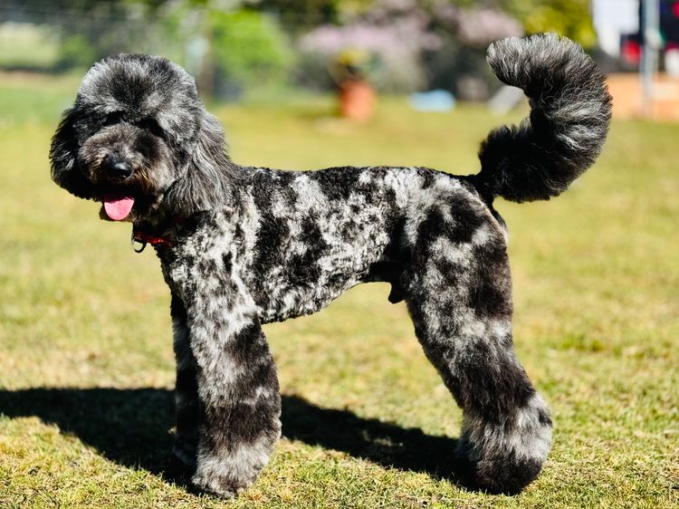Sheepadoodles of Falconwood Standard Poodles