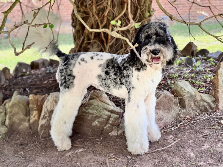 Sheepadoodles of Falconwood Standard Poodles