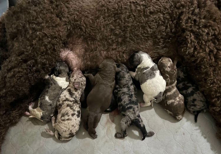 Sheepadoodles of Falconwood Standard Poodles