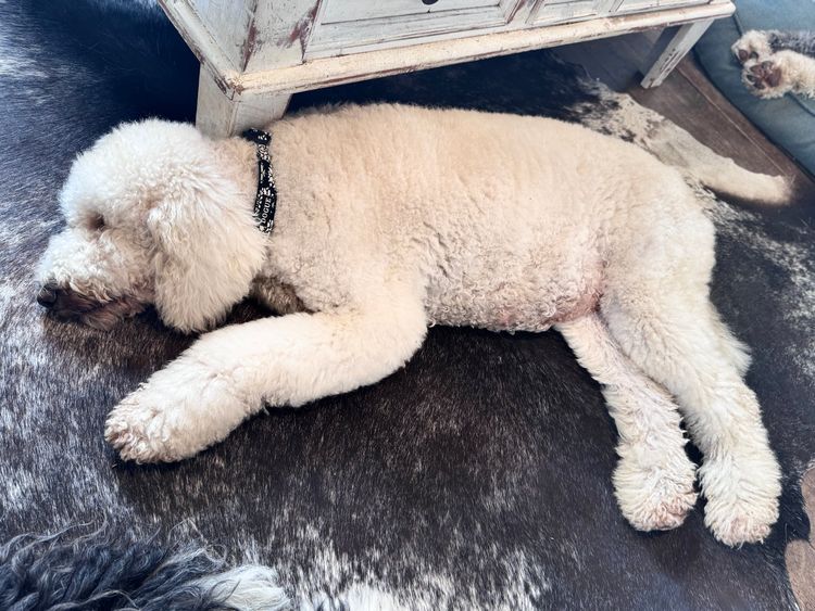 Sheepadoodles of Falconwood Standard Poodles