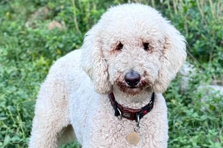 Sheepadoodles of Falconwood Standard Poodles