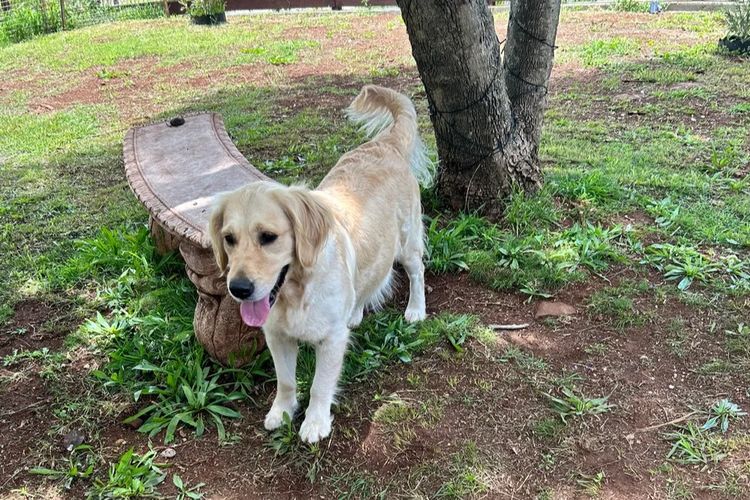 Kar Ron Golden Retrievers