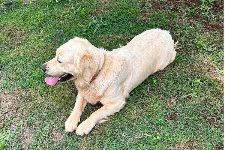 Kar Ron Golden Retrievers