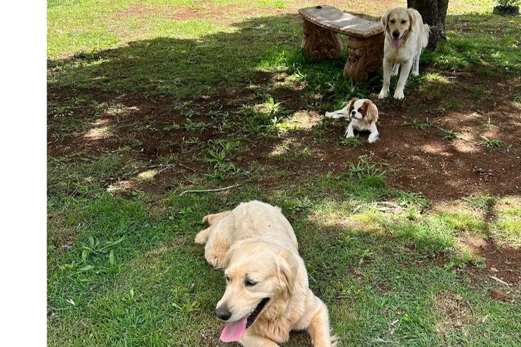 Kar Ron Golden Retrievers