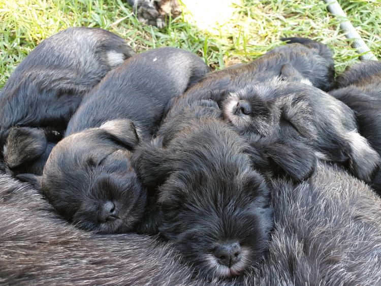 Merindah Farm Miniature Schnauzers