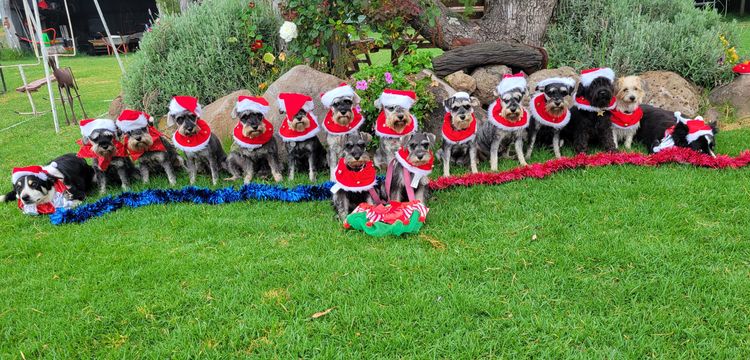 Merindah Farm Miniature Schnauzers