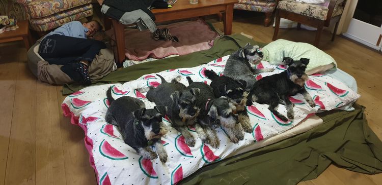 Merindah Farm Miniature Schnauzers