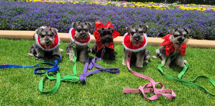 Merindah Farm Miniature Schnauzers