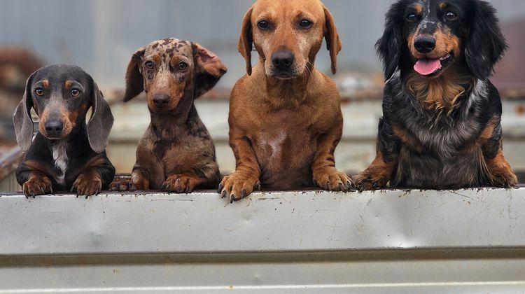 Bushliving  miniature Dachshunds