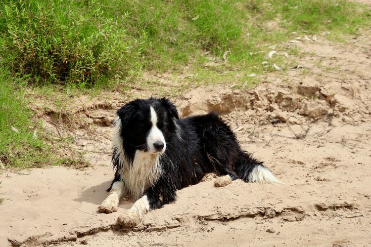 Darraweit Park Border Collies