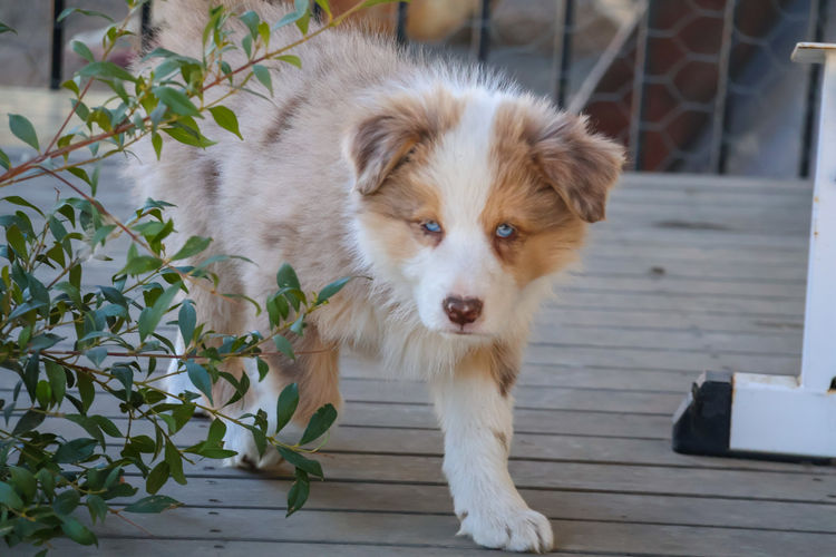 Darraweit Park Border Collies