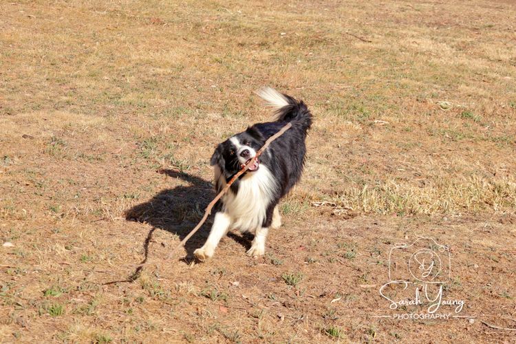 Darraweit Park Border Collies