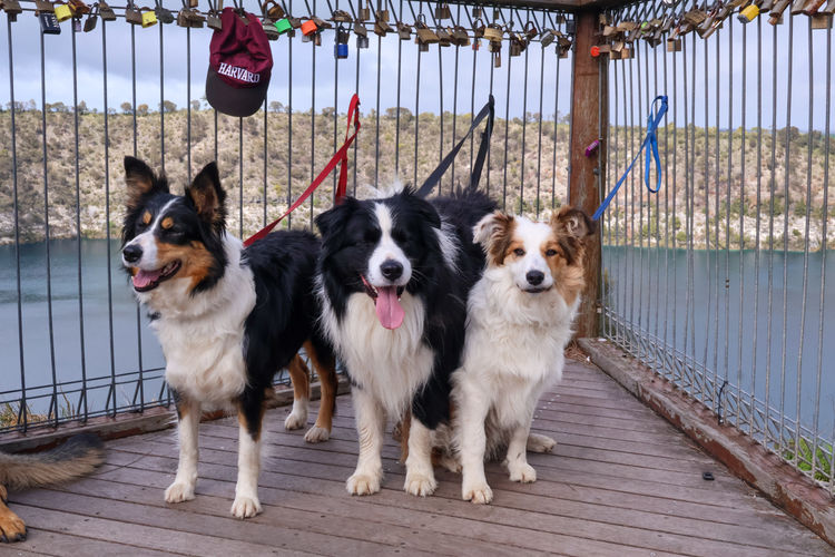 Darraweit Park Border Collies