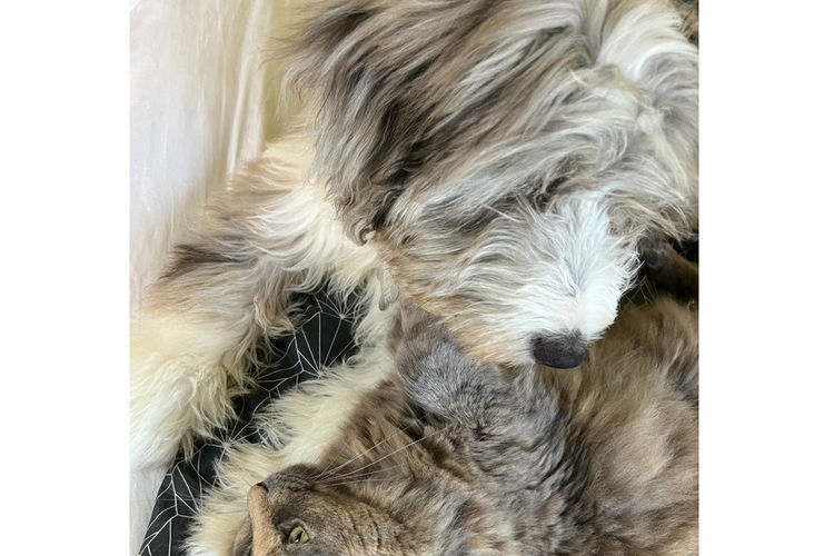 Country Canine Co. - Aussiedoodle