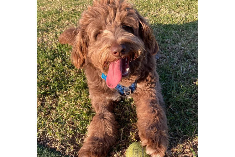 Country Canine Co. - Aussiedoodle
