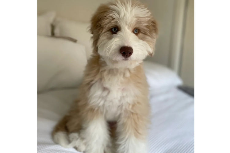 Country Canine Co. - Aussiedoodle