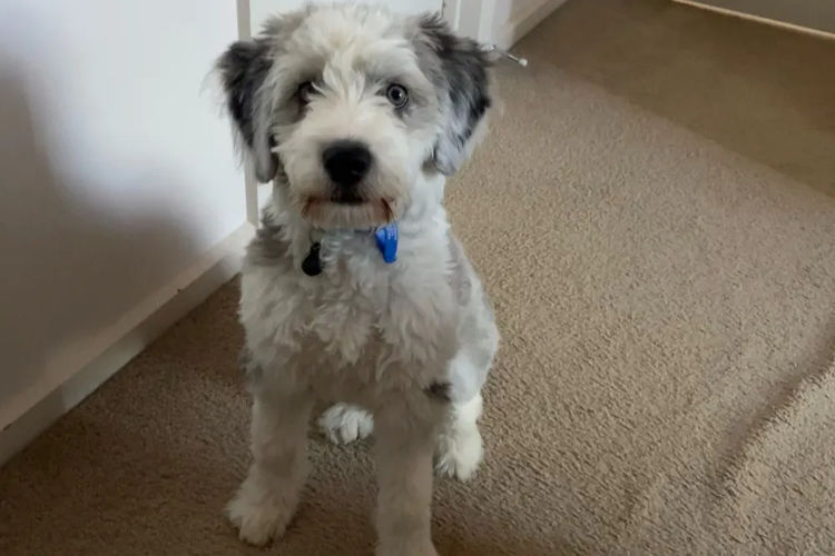 Country Canine Co. - Aussiedoodle