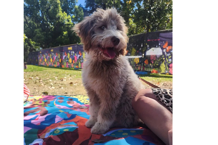 Country Canine Co. - Aussiedoodle