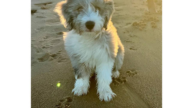 Country Canine Co. - Aussiedoodle