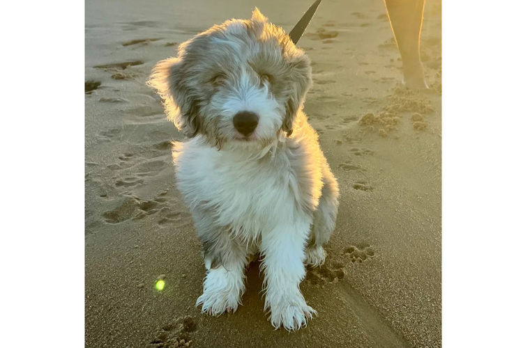 Country Canine Co. - Aussiedoodle