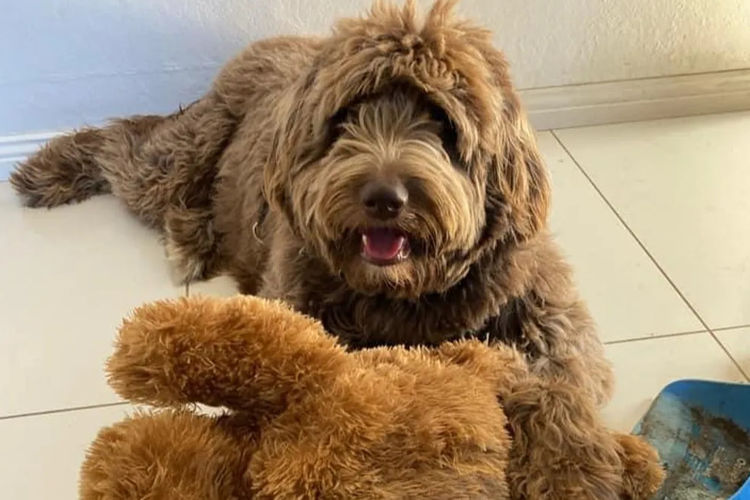 Country Canine Co. - Aussiedoodle
