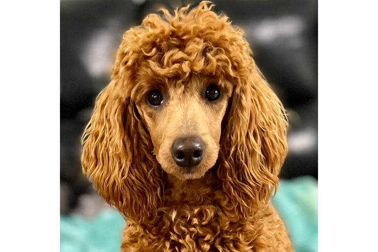 Peppertree Lane Poodles (Toy & Miniature)