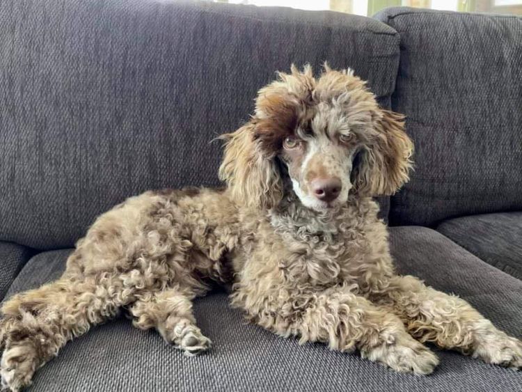 Peppertree Lane Poodles (Toy & Miniature)